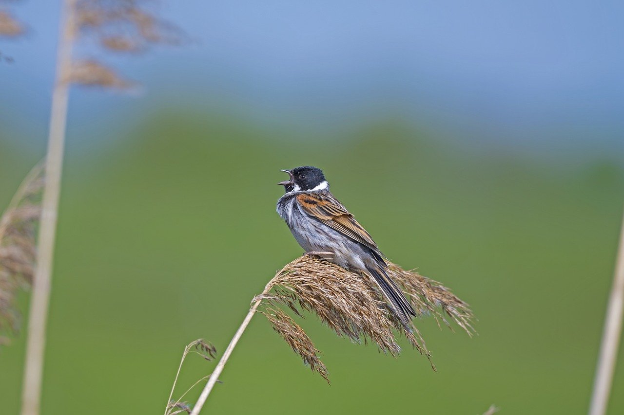 Restoring the Web: Rebuilding Degraded Ecosystems for Improved Biodiversity